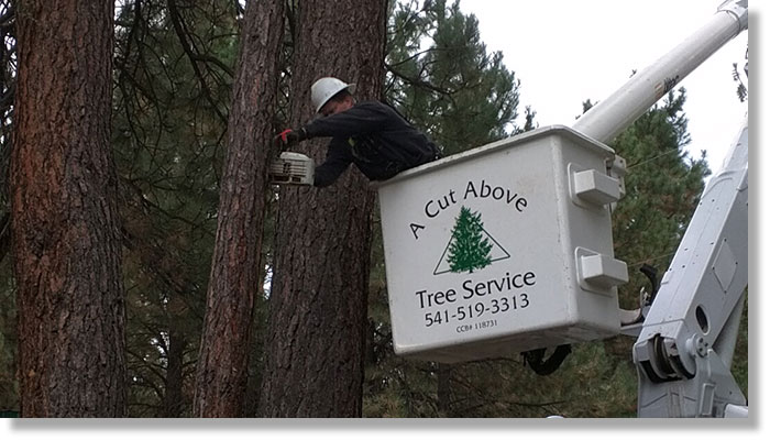 commercial tree service