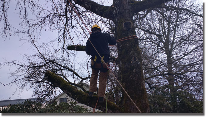 Residential Tree Services